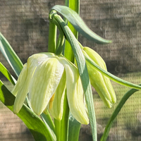 Fritillaria meleagris var. unicolor subvar. Alba (